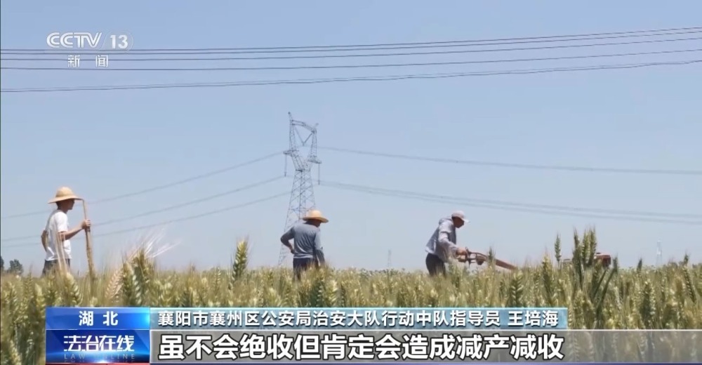 “坑农黑手”可致农田每亩减产25% 伪劣种子骗局曝光(图8)